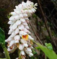 Alpinia hainanensis