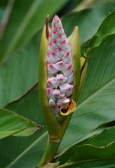 Alpinia hainanensis