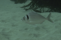 Nemadactylus macropterus