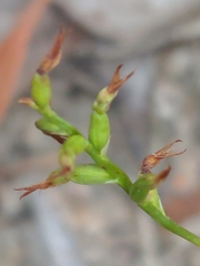 Genoplesium despectans