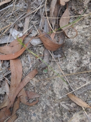 Genoplesium despectans
