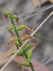 Genoplesium despectans