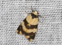 Thallarcha chrysochares