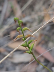 Genoplesium despectans