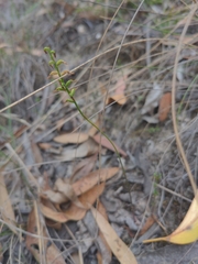 Genoplesium despectans