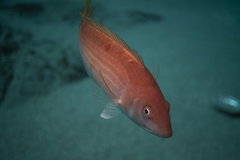 Pseudolabrus rubicundus