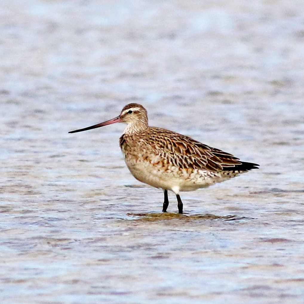 Eastern Bar-tailed Godwit from Bald Hill Beach, South Australia ...