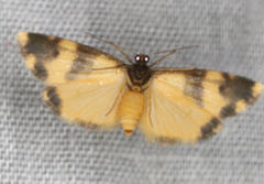 Thallarcha chrysochares