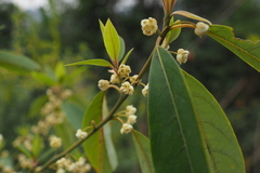 Litsea cubeba