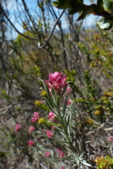 Achyranthemum paniculatum