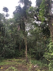 Verschaffeltia splendida