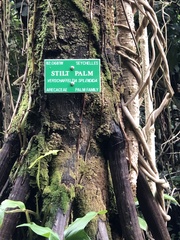 Verschaffeltia splendida