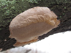 Phellinus pomaceus
