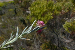 Achyranthemum paniculatum