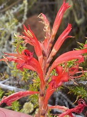 Tritoniopsis antholyza