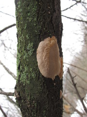 Phellinus pomaceus