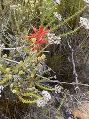 Tritoniopsis antholyza