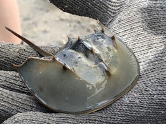 Tachypleus tridentatus