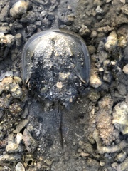 Tachypleus tridentatus