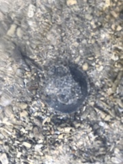 Tachypleus tridentatus