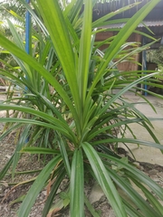 Pandanus amaryllifolius