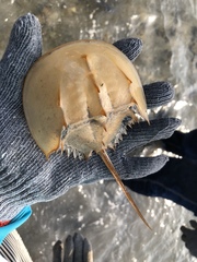 Tachypleus tridentatus