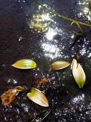 Potamogeton suboblongus