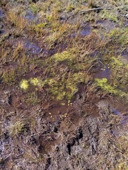 Potamogeton suboblongus