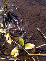 Potamogeton suboblongus