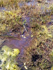 Potamogeton suboblongus