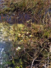 Potamogeton suboblongus