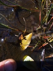 Potamogeton suboblongus