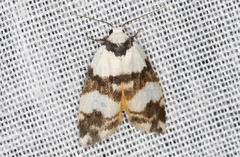 Thallarcha albicollis