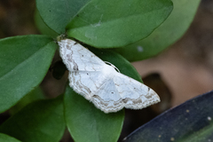 Scopula propinquaria