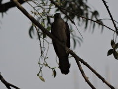 Hierococcyx varius