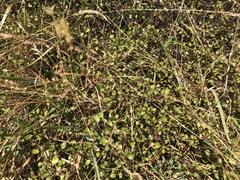 Muehlenbeckia complexa