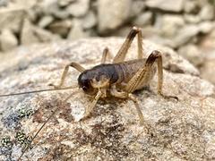 Deinacrida connectens