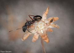 Camponotus chalceus