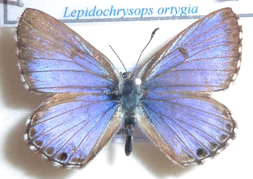 Lepidochrysops ortygia