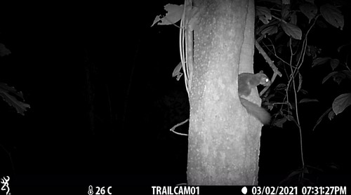 Nagtglas's African Dormouse (Graphiurus nagtglasii) — Least Concern Mammalia