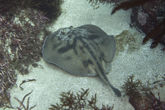 Urolophus cruciatus