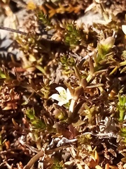 Galium perpusillum