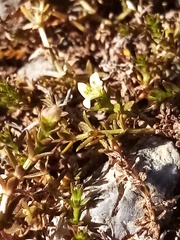 Galium perpusillum