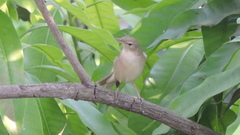 Acrocephalus