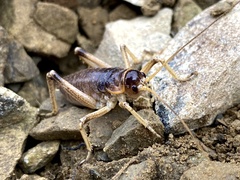 Deinacrida connectens