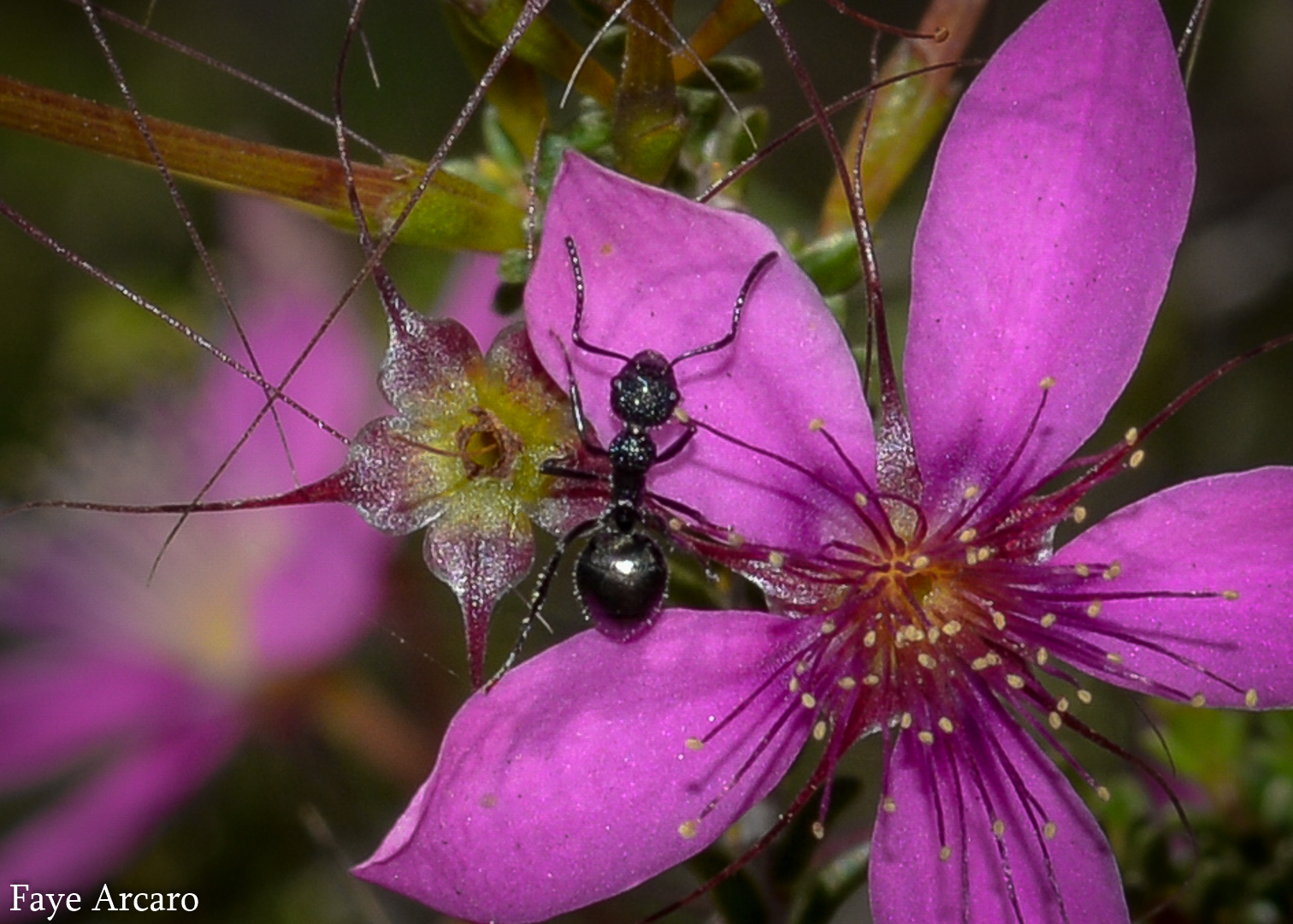 Dolichoderus niger