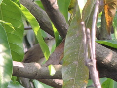 Acrocephalus