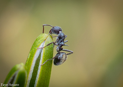 Dolichoderus niger