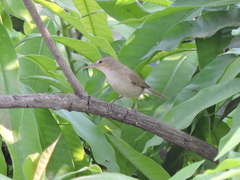 Acrocephalus