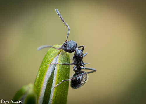 黑臭蚁Dolichoderus niger